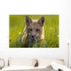 Red Fox, Prince Edward Island Wall Mural