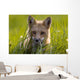 Red Fox, Prince Edward Island Wall Mural