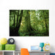 Forest Trees, Carmang Walbran Provincial Park, Vancouver Island, Bc Wall Mural