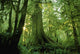 Forest Trees, Carmang Walbran Provincial Park, Vancouver Island, Bc Wall Mural