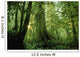 Forest Trees, Carmang Walbran Provincial Park, Vancouver Island, Bc Wall Mural