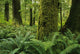Forest Trees, Carmanah Walbran Provincial Park, Vancouver Island, Bc Wall Mural