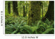 Forest Trees, Carmanah Walbran Provincial Park, Vancouver Island, Bc Wall Mural