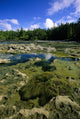 Tide Pools, Botanical Beach, Vancouver Island, Bc Wall Mural