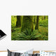 Forest Trees, Carmanah Walbran Provincial Park, Vancouver Island, Bc Wall Mural