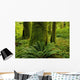 Forest Trees, Carmanah Walbran Provincial Park, Vancouver Island, Bc Wall Mural