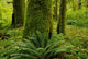 Forest Trees, Carmanah Walbran Provincial Park, Vancouver Island, Bc Wall Mural
