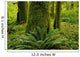 Forest Trees, Carmanah Walbran Provincial Park, Vancouver Island, Bc Wall Mural