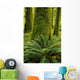 Forest Trees, Carmanagh Walbran Provincial Park, Vancouver Island, Bc Wall Mural