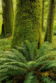Forest Trees, Carmanagh Walbran Provincial Park, Vancouver Island, Bc Wall Mural