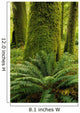 Forest Trees, Carmanagh Walbran Provincial Park, Vancouver Island, Bc Wall Mural
