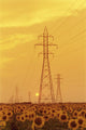 Electrical Towers And Sunflower Field, Winnipeg, Manitoba Wall Mural