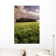 Barley Field, Tiger Hills, Manitoba Wall Mural