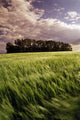 Barley Field, Tiger Hills, Manitoba Wall Mural