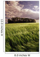 Barley Field, Tiger Hills, Manitoba Wall Mural