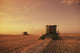 Spring Wheat Harvest, Tiger Hills, Manitoba Wall Mural