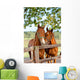 Two Horses in Paddock Wall Mural