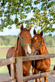 Two Horses in Paddock Wall Mural