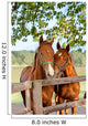 Two Horses in Paddock Wall Mural