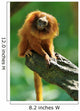 Golden Lion Tamarin