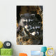 Raccoon Young In Tree Hollow Spring Rocky Mountains Wall Mural