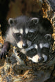Raccoon Young In Tree Hollow Spring Rocky Mountains Wall Mural
