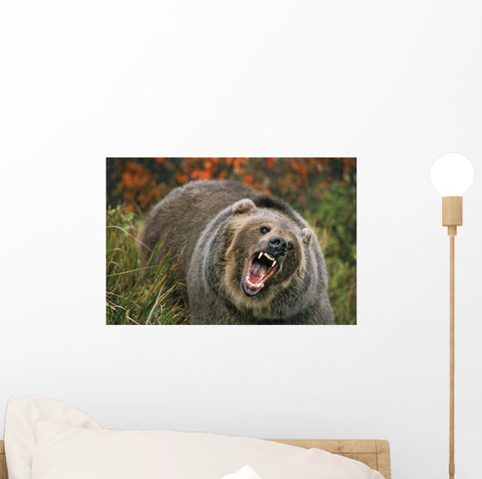 Grizzly Bear In Threat Posture, Rocky Mountains Wall Mural