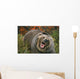 Grizzly Bear In Threat Posture, Rocky Mountains Wall Mural
