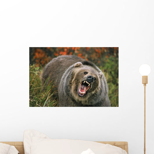 Grizzly Bear In Threat Posture, Rocky Mountains Wall Mural
