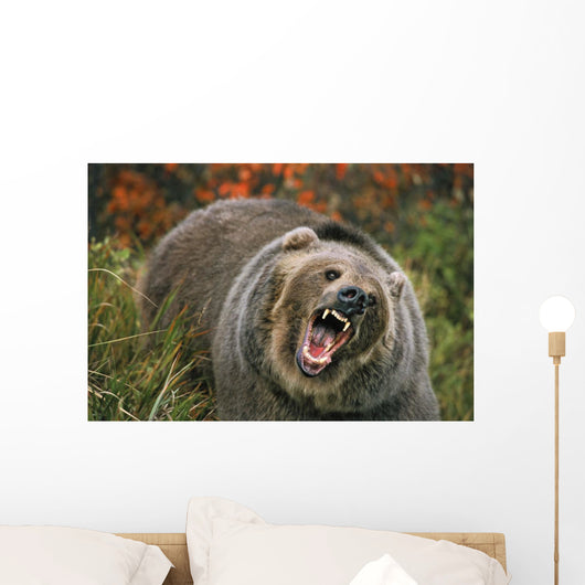 Grizzly Bear In Threat Posture, Rocky Mountains Wall Mural