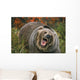 Grizzly Bear In Threat Posture, Rocky Mountains Wall Mural