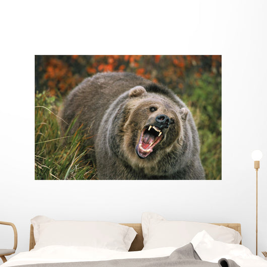Grizzly Bear In Threat Posture, Rocky Mountains Wall Mural
