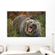 Grizzly Bear In Threat Posture, Rocky Mountains Wall Mural