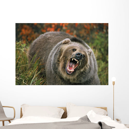 Grizzly Bear In Threat Posture, Rocky Mountains Wall Mural