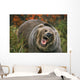 Grizzly Bear In Threat Posture, Rocky Mountains Wall Mural