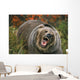 Grizzly Bear In Threat Posture, Rocky Mountains Wall Mural