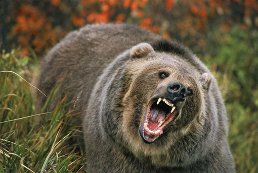 Grizzly Bear In Threat Posture, Rocky Mountains Wall Mural