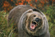 Grizzly Bear In Threat Posture, Rocky Mountains Wall Mural