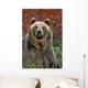 Grizzly Bear Wall Mural
