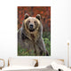 Grizzly Bear Wall Mural