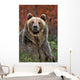 Grizzly Bear Wall Mural