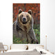 Grizzly Bear Wall Mural