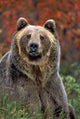Grizzly Bear Wall Mural
