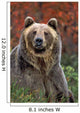 Grizzly Bear Wall Mural