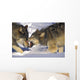 Gray Wolves In Winter Wall Mural