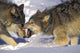 Gray Wolves In Winter Wall Mural