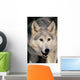 Gray Wolf Wall Mural