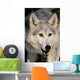 Gray Wolf Wall Mural
