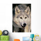 Gray Wolf Wall Mural