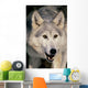 Gray Wolf Wall Mural